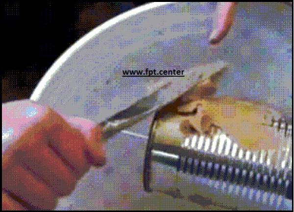 Cách làm bẫy chuột bằng 1 xô nước cực kỳ hiệu quả